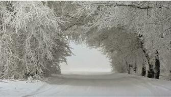 Winter Landscape Trees In The Snow Wallpaper