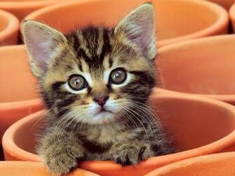 Kitten Desktop Wallpaper High Quality