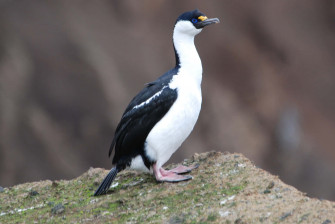 Imperial Shag On Rocky Ledge Wallpaper