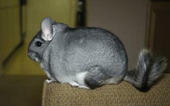 Chinchilla HD Wallpaper