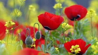 Red Poppies Wallpaper HD Net