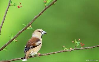 Wallpaper Animal Spring Flowers And Birds