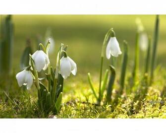 Snowdrops Spring Flowers Wallpaper In Resolution