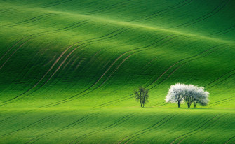 Green Hill Wallpaper