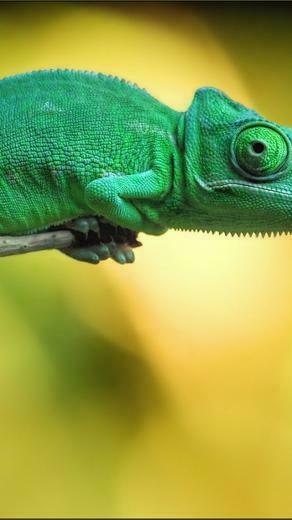 Wallpaper Chameleon 4k Animals