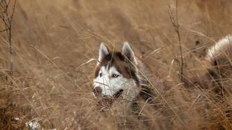 Siberian Husky Computer Wallpaper Desktop Background