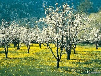 Spring Meadow