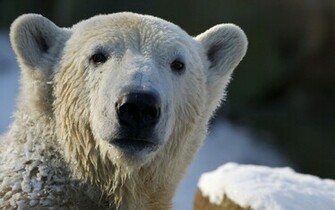Polar Bear Holding Christmas Present Wallpaper Collective