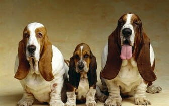 Basset Hound Vetor