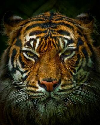 Pin America Tiger Angry New Wallpaper