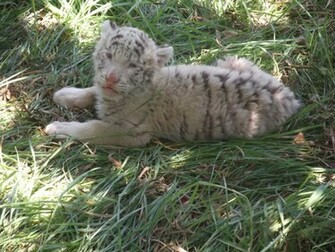 Baby Tiger White Beautiful Pictures Photos Of