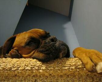 Cute Boxer Boxers Wallpaper