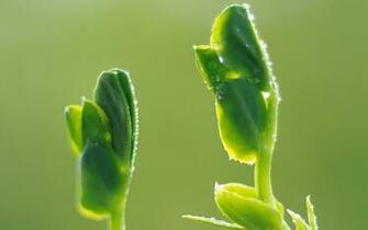 Spring Buds Wallpaper HD S