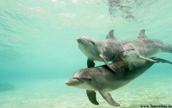 Dolphin Wallpaper Friendly Fish Dolphins