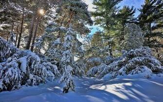 Snowy Forest Wallpaper Nature