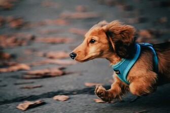 Dog Dachshund Running Fall Wallpaper