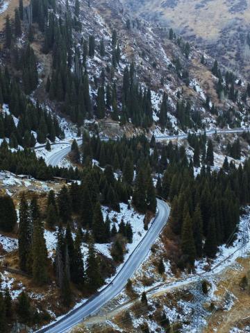 Green Pine Trees Near Mountain During Daytime Photo Image