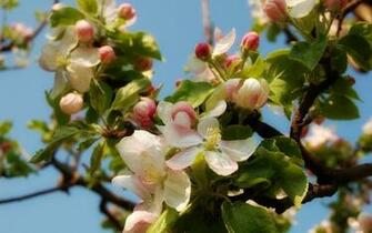 Apple Blossom Wallpaper