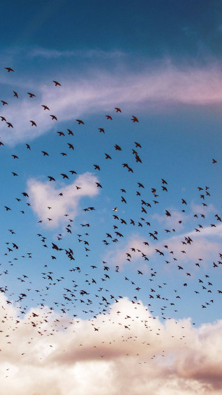 Birds Flying Wallpaper