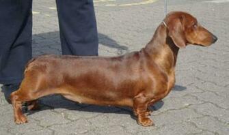 Best In Show Puppy Open Edna Coopers Sontag
