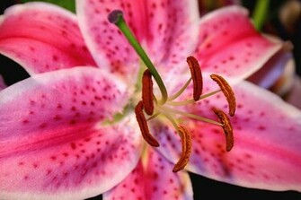 Stargazer Lily Flower