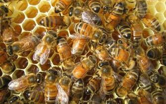 Bee Computer Wallpaper Desktop Background Id