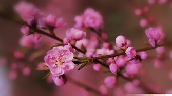 Cherry Blossom Wallpaper Desktop
