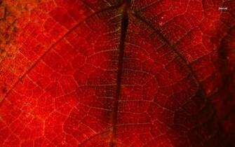 Red Grape Leaf Wallpaper Nature