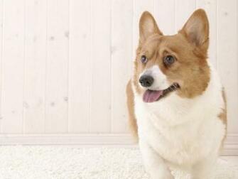 Welsh Corgi Lovely Wallpaper