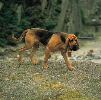 Bloodhound Puppies Dog Wallpaper Picture Cute And