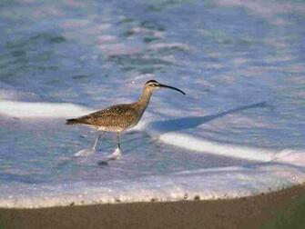 Huntington Beach California Wallpaper Birds Nature