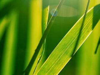 Bright Green Wallpaper