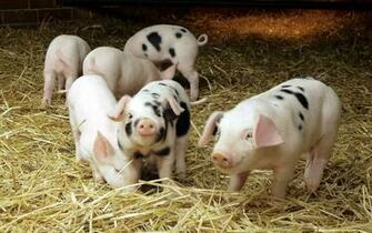 Cute Pigs X Close