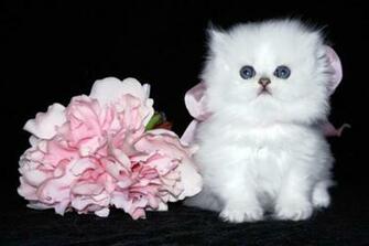 White Persian Cat Computer Screen Saver Pc Desktop Wallpaper