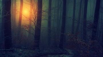 Dark Woods Wallpaper HD Net