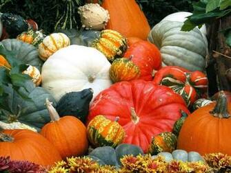 Pumpkins HD Wallpaper