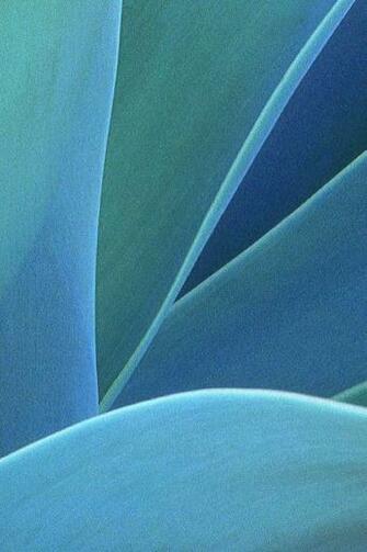 Blue Leaf iPhone HD Wallpaper