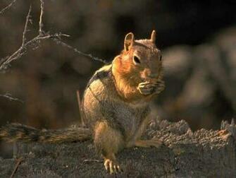 Baby Squirrel Wallpaper