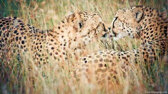 Animal Planet Beautiful Cheetah Wallpaper HD