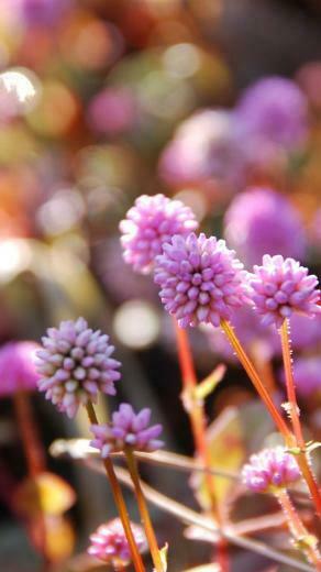 Diane Hargraves On Flowers Everywhere