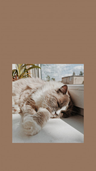 Aesthetic And Cat Wallpaper Cute Drawing