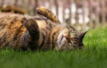 Wallpaper Cat Grass Look Face Grey Stay The Fence Paws