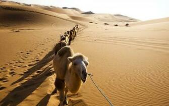 Lovely Animal Camel Image Photos And Wallpaper