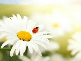Where Is Wallpaper Daisy HD