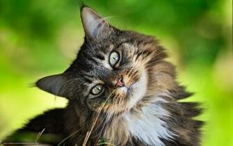 Wallpaper Animals Cats Summer Desktop In The
