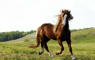 Riding A Horse Wallpaper And Image