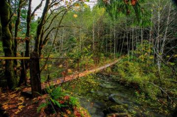 Canada Forests Rivers Bridges Vancouver Island Harris Creek