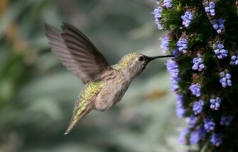 Bee Humming Bird HD Wallpaper