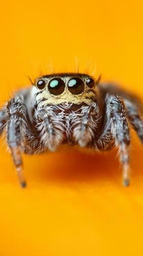 Wallpaper Jumping Spider 5k 4k Macro Black Eyes