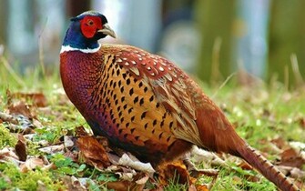 Pheasant Wallpaper